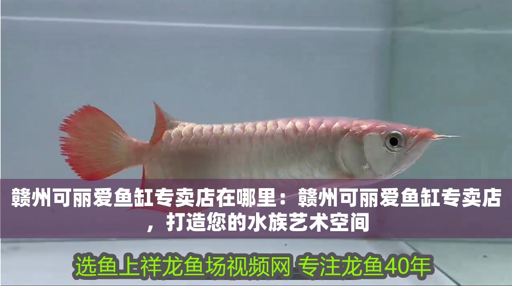 贛州可麗愛(ài)魚(yú)缸專賣店在哪里：贛州可麗愛(ài)魚(yú)缸專賣店，打造您的水族藝術(shù)空間 贛州可麗愛(ài)魚(yú)缸專賣店在哪里：贛州可麗愛(ài)魚(yú)缸專賣店，打造您的水族藝術(shù)空間 iwish愛(ài)唯希品牌魚(yú)缸 第1張