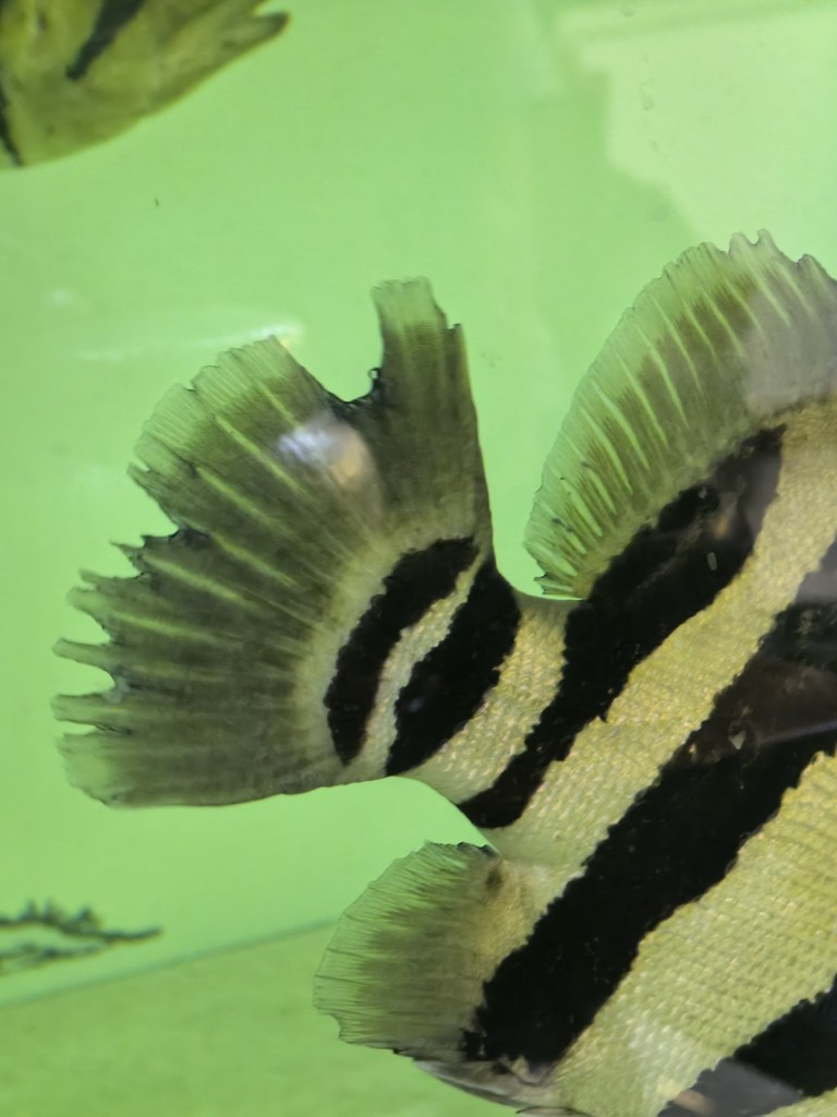 虎魚尾巴