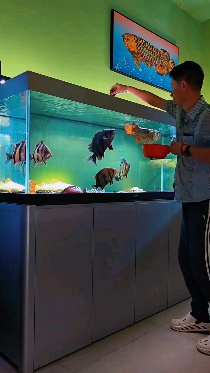 龍虎魟養魚的主流