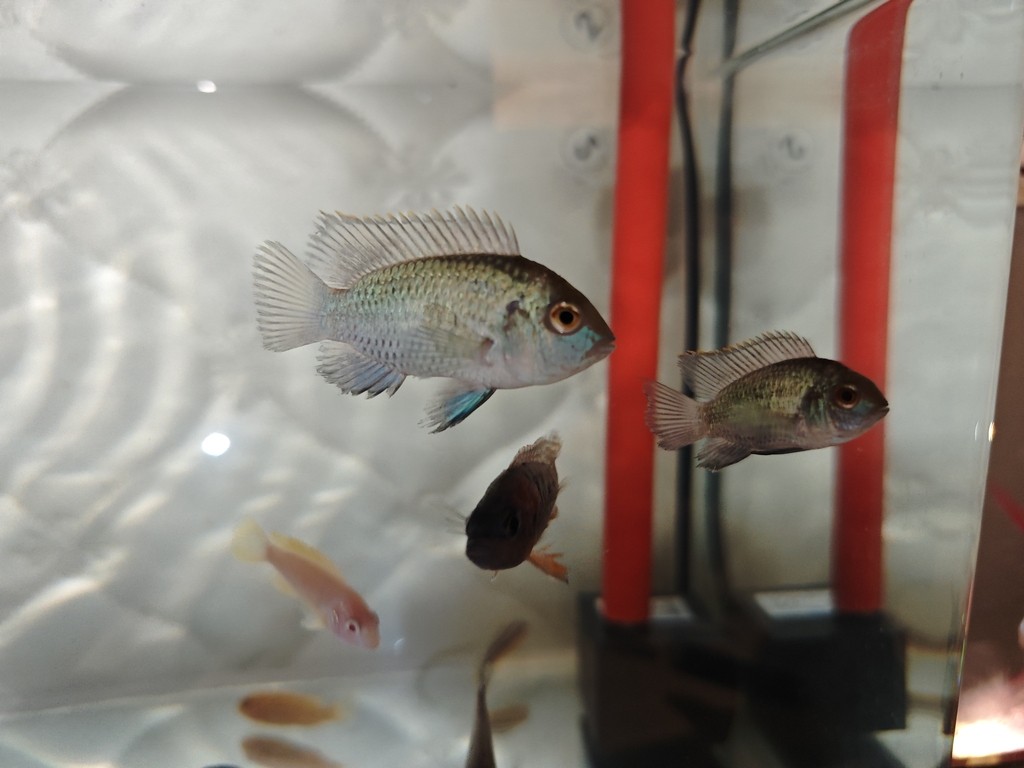 藍寶石