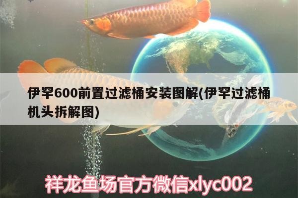伊罕600前置過濾桶安裝圖解(伊罕過濾桶機(jī)頭拆解圖) 伊罕600前置過濾桶安裝圖解(伊罕過濾桶機(jī)頭拆解圖) 伊罕水族
