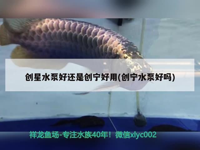 什么魚能和龍魚、虎魚混養(龍魚能和虎魚混養嗎) 創星水泵好還是創寧好用(創寧水泵好嗎) 創寧水族 創星水泵好還是創寧好用(創寧水泵好嗎) 創星水泵好還是創寧好用(創寧水泵好嗎) 創寧水族