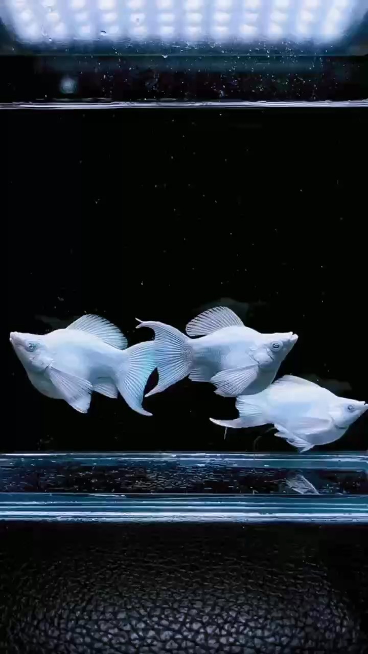 鉆石眼瓷白瑪麗球體#孔雀魚 #高端孔雀魚#稀有孔雀魚
