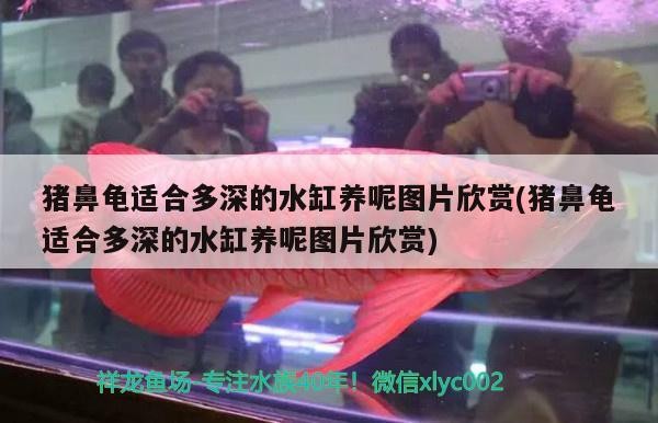 豬鼻龜適合多深的水缸養呢圖片欣賞(豬鼻龜適合多深的水缸養呢圖片欣賞)