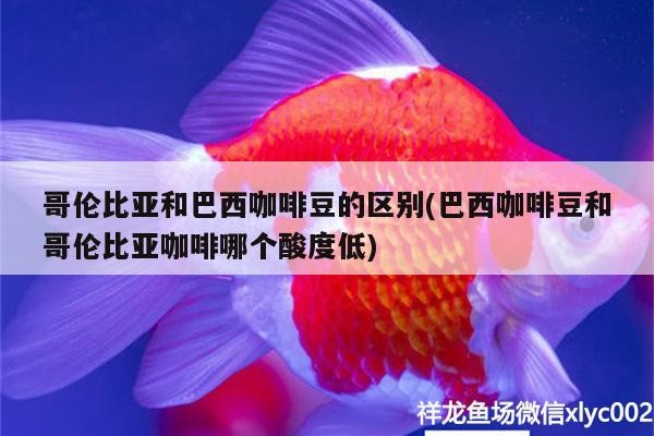 哥倫比亞和巴西咖啡豆的區別(巴西咖啡豆和哥倫比亞咖啡哪個酸度低)