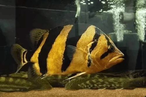 如何避免購買病虎魚,如何避免購買到病虎魚 虎魚百科 第1張 如何避免購買病虎魚,如何避免購買到病虎魚 如何避免購買病虎魚,如何避免購買到病虎魚 虎魚百科 第1張