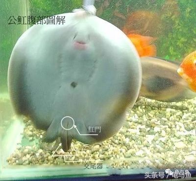 魟魚(yú)吃東西視頻：魟魚(yú)吃東西的相關(guān)視頻 魟魚(yú)吃東西視頻：魟魚(yú)吃東西的相關(guān)視頻 魟魚(yú)百科 第3張