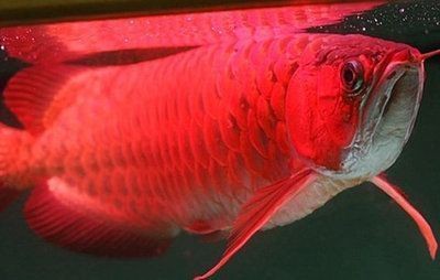 紅龍魚品質等級標準是多少：紅龍魚品質等級標準