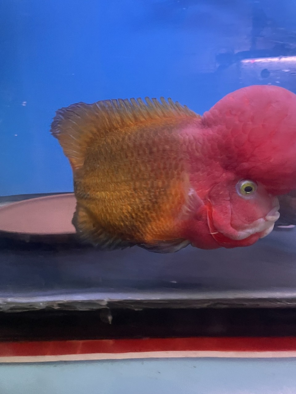 大黃蜂羅漢魚