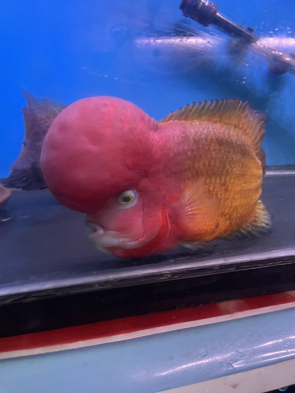大黃蜂羅漢魚