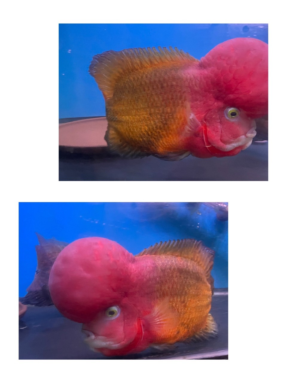 大黃蜂羅漢魚