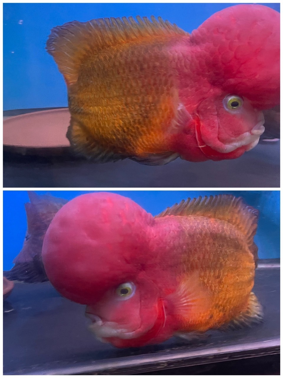 大黃蜂羅漢魚