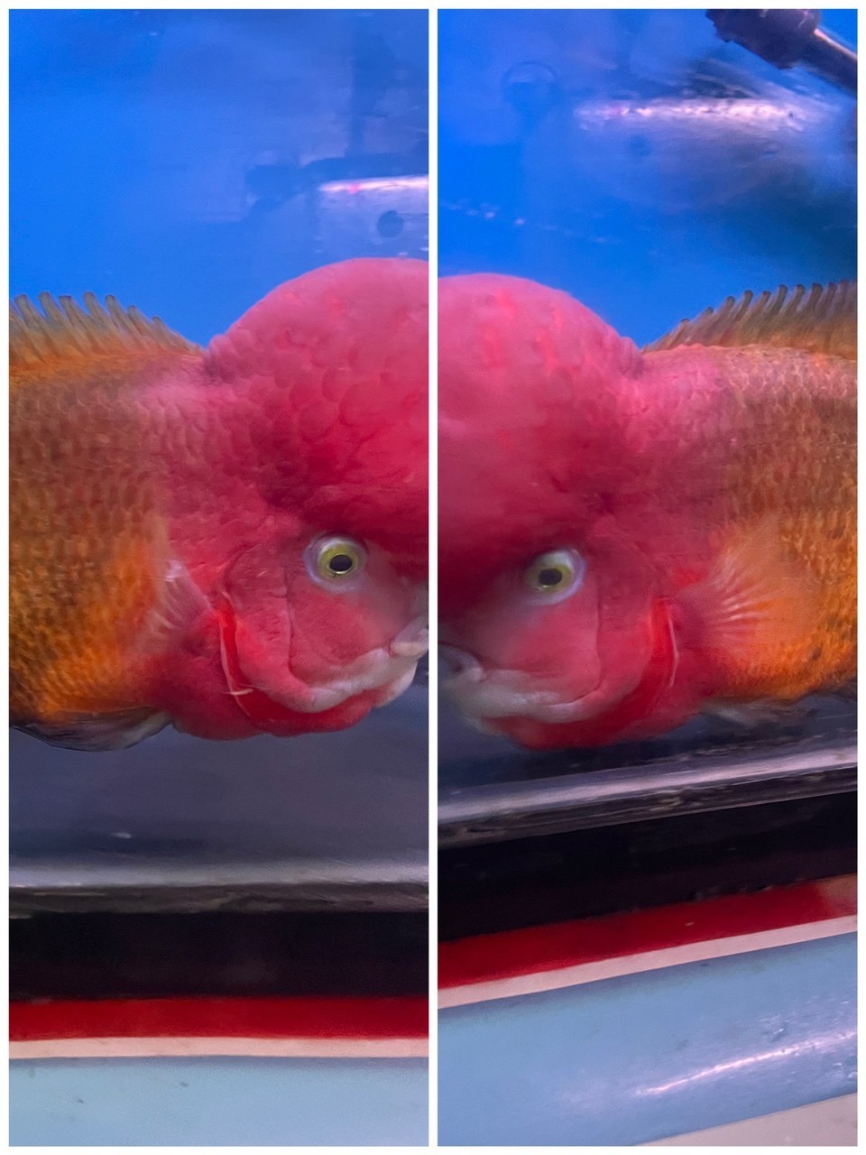 大黃蜂羅漢魚