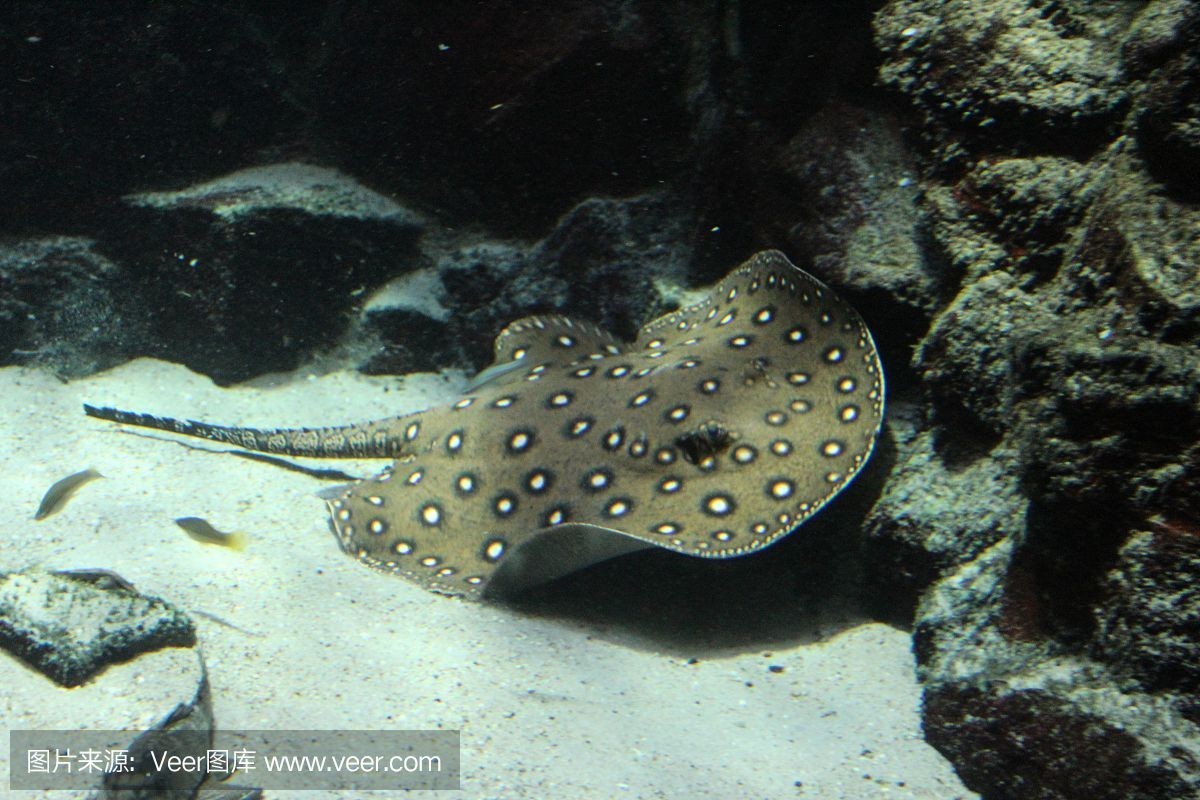 魟魚變白要警惕四種病：[需手動填充]魚身上出現白色斑塊是怎么回事 魟魚變白要警惕四種病：[需手動填充]魚身上出現白色斑塊是怎么回事 魟魚百科 第2張