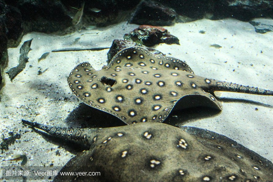 魟魚變白要警惕四種病：[需手動填充]魚身上出現白色斑塊是怎么回事 魟魚變白要警惕四種病：[需手動填充]魚身上出現白色斑塊是怎么回事 魟魚百科 第3張