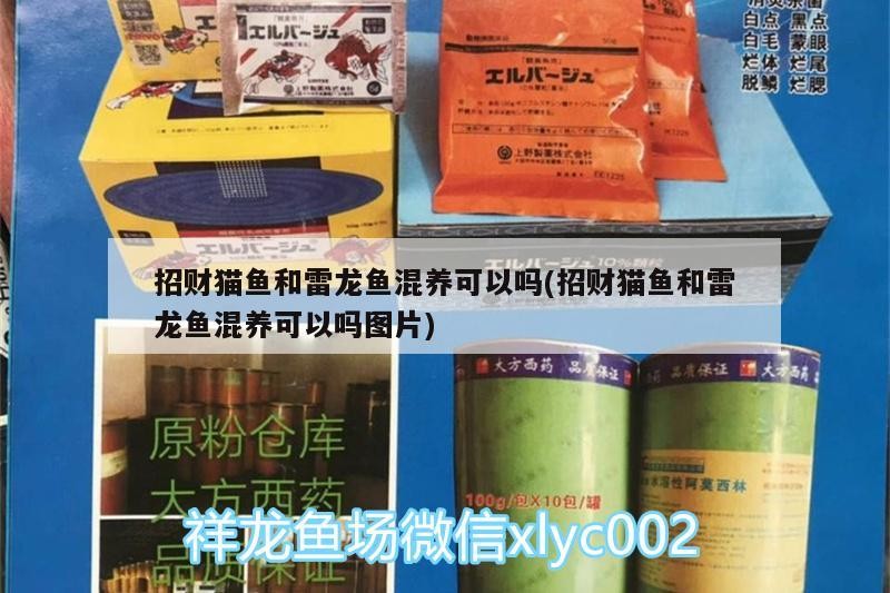 招財貓魚和雷龍魚混養可以嗎(招財貓魚和雷龍魚混養可以嗎圖片) 招財貓魚和雷龍魚混養可以嗎(招財貓魚和雷龍魚混養可以嗎圖片) 紅龍魚百科