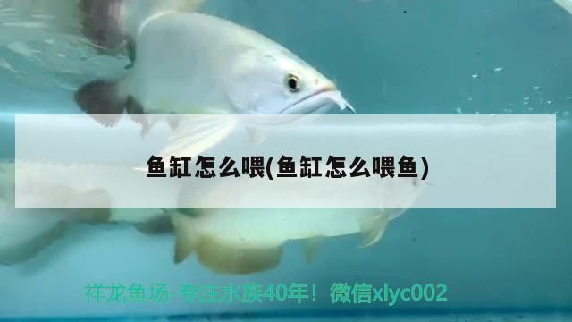 魚缸怎么喂(魚缸怎么喂魚)
