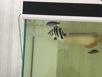 虎魚多大可以放出隔離盒了：虎魚多大可以放入隔離盒中養？ 虎魚多大可以放出隔離盒了：虎魚多大可以放入隔離盒中養？ 虎魚百科 第1張