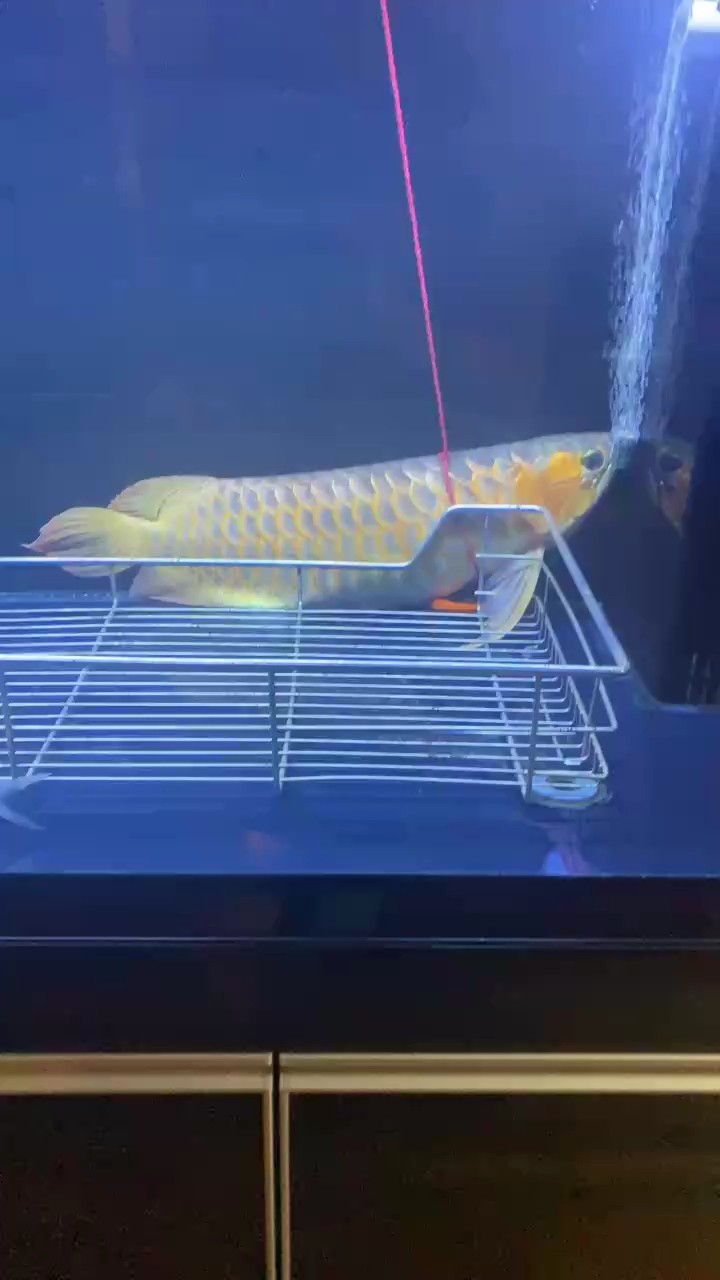 還是走了