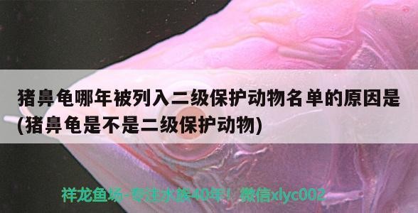 豬鼻龜哪年被列入二級保護動物名單的原因是(豬鼻龜是不是二級保護動物)