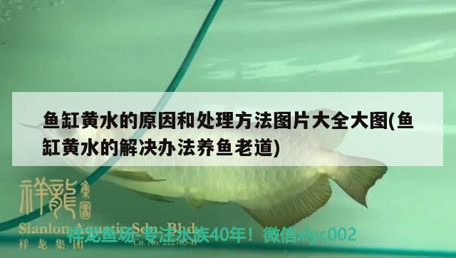 紅龍魚用黃燈烤有用嗎 魚缸黃水的原因和處理方法圖片大全大圖(魚缸黃水的解決辦法養魚老道) 金龍魚百科 魚缸黃水的原因和處理方法圖片大全大圖(魚缸黃水的解決辦法養魚老道) 魚缸黃水的原因和處理方法圖片大全大圖(魚缸黃水的解決辦法養魚老道) 金龍魚百科