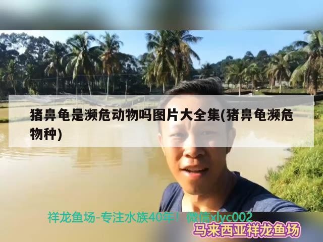 豬鼻龜是瀕危動物嗎圖片大全集(豬鼻龜瀕危物種)