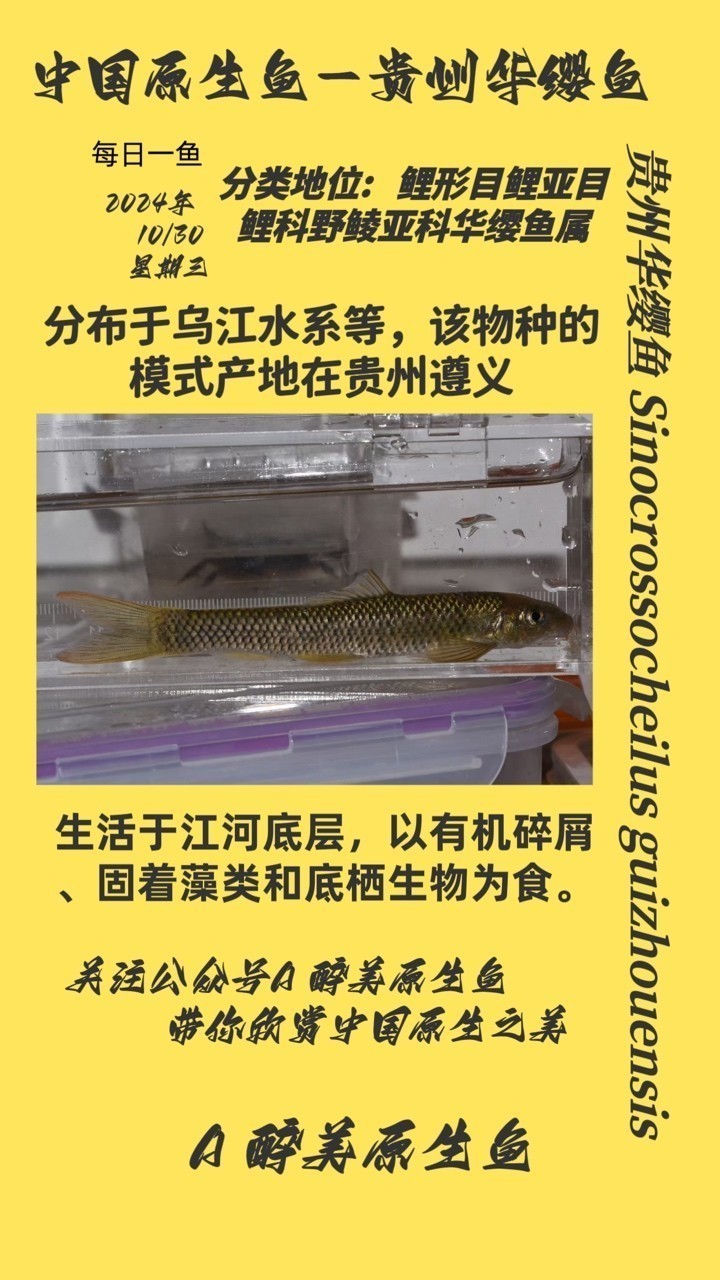 貴州華纓魚(yú)