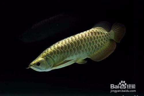 金龍魚真假對比圖解教程：金龍魚真假對比圖解