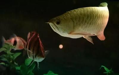 龍魚爛尾治療七天,拒食怎么治vs祥龍魚場:龍魚爛尾怎么辦 vs祥龍魚場 第3張 龍魚爛尾治療七天,拒食怎么治vs祥龍魚場:龍魚爛尾怎么辦 龍魚爛尾治療七天,拒食怎么治vs祥龍魚場:龍魚爛尾怎么辦 vs祥龍魚場 第3張
