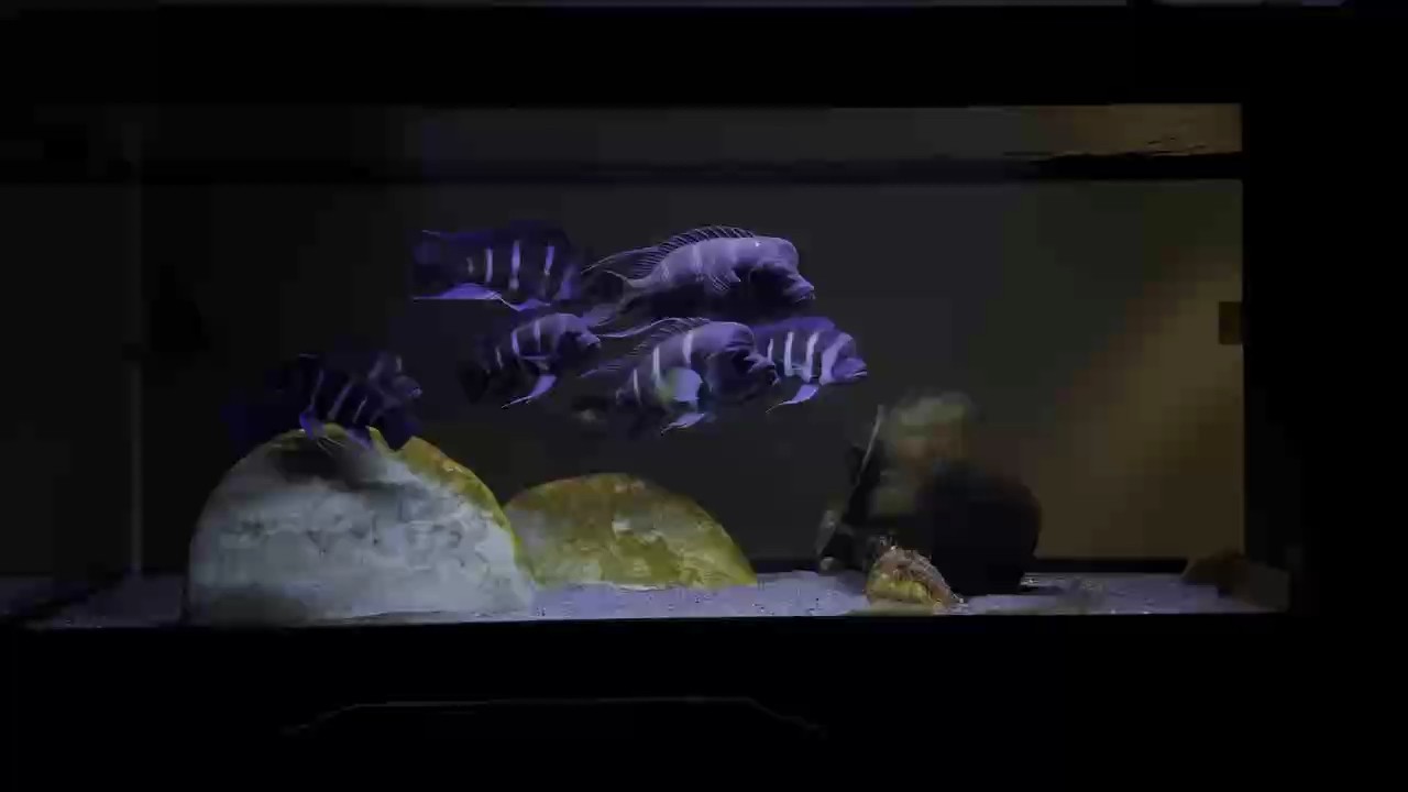 魚缸臟了，該擦擦了！