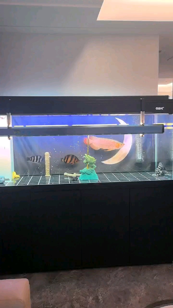 龍魚上側燈啦