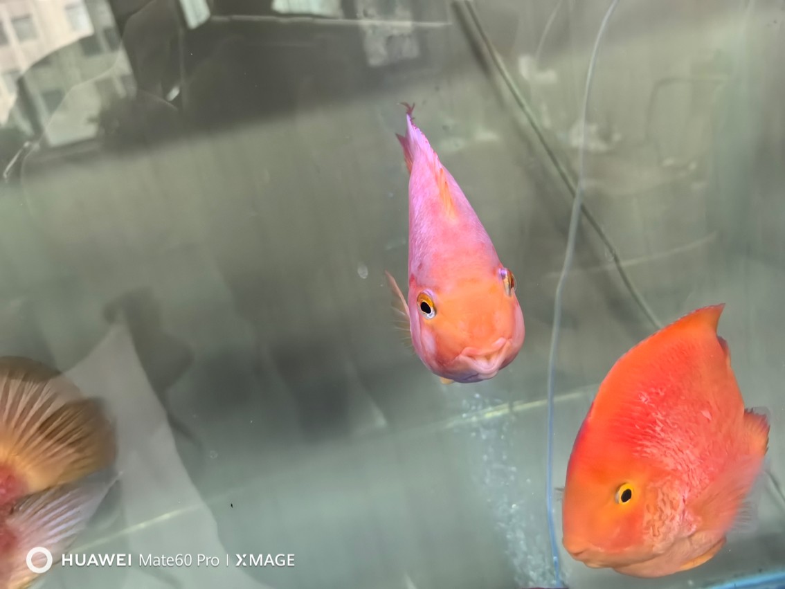 求助 各位大神 這魚(yú)是咋了 怎么救 求助 各位大神 這魚(yú)是咋了 怎么救 龍魚(yú)論壇 第1張