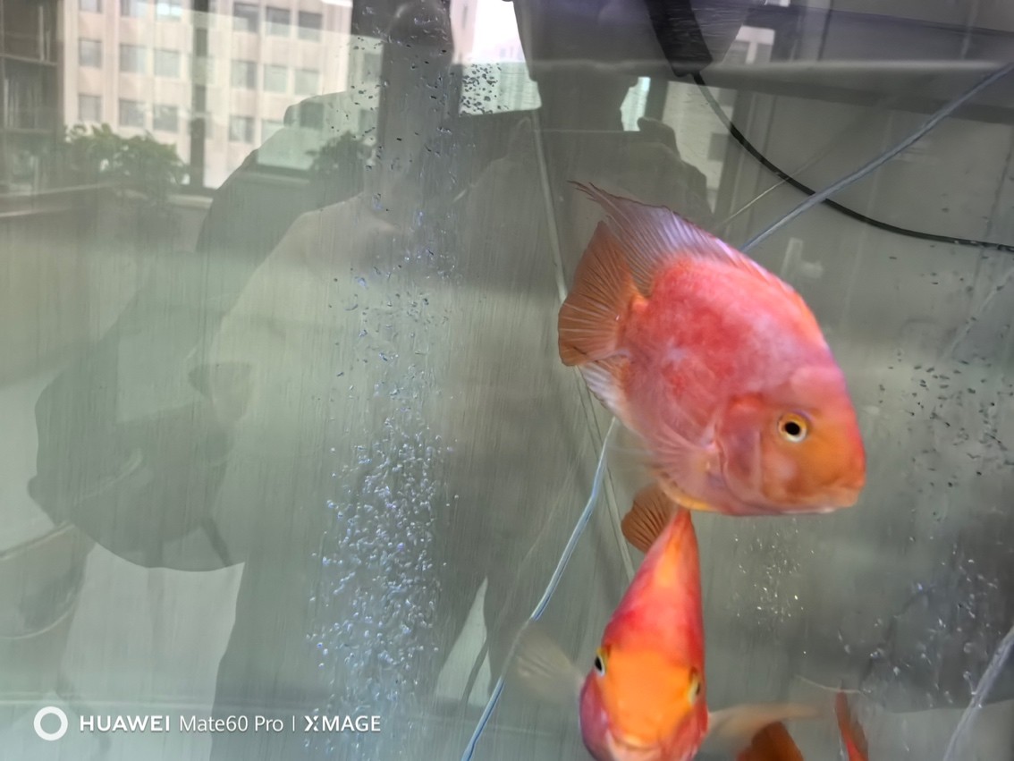 魚兒褪色 魚兒褪色 龍魚論壇 第3張