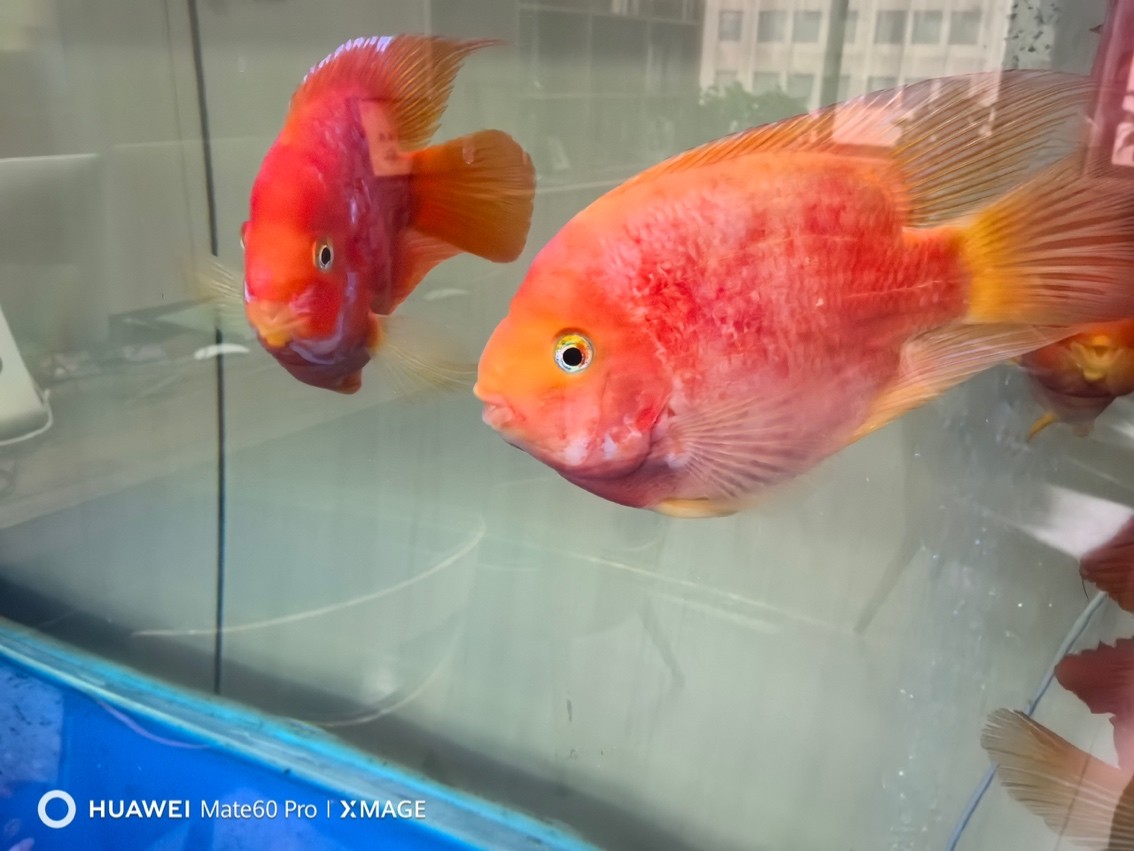 魚兒褪色 魚兒褪色 龍魚論壇 第2張