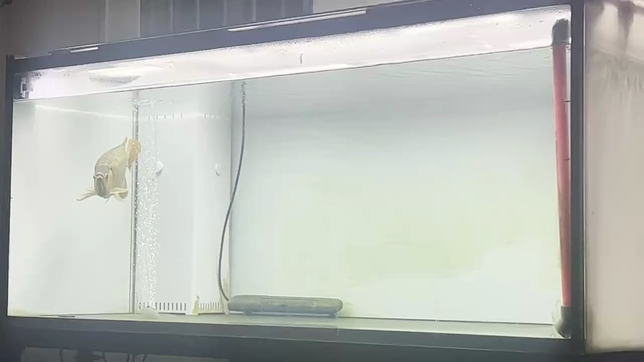 印尼虎魚多少溫度飼養最好:印尼虎魚多少溫度飼養最好印尼虎魚多少溫度飼養最好 大牛水回來第一天 龍魚論壇 大牛水回來第一天 大牛水回來第一天 龍魚論壇