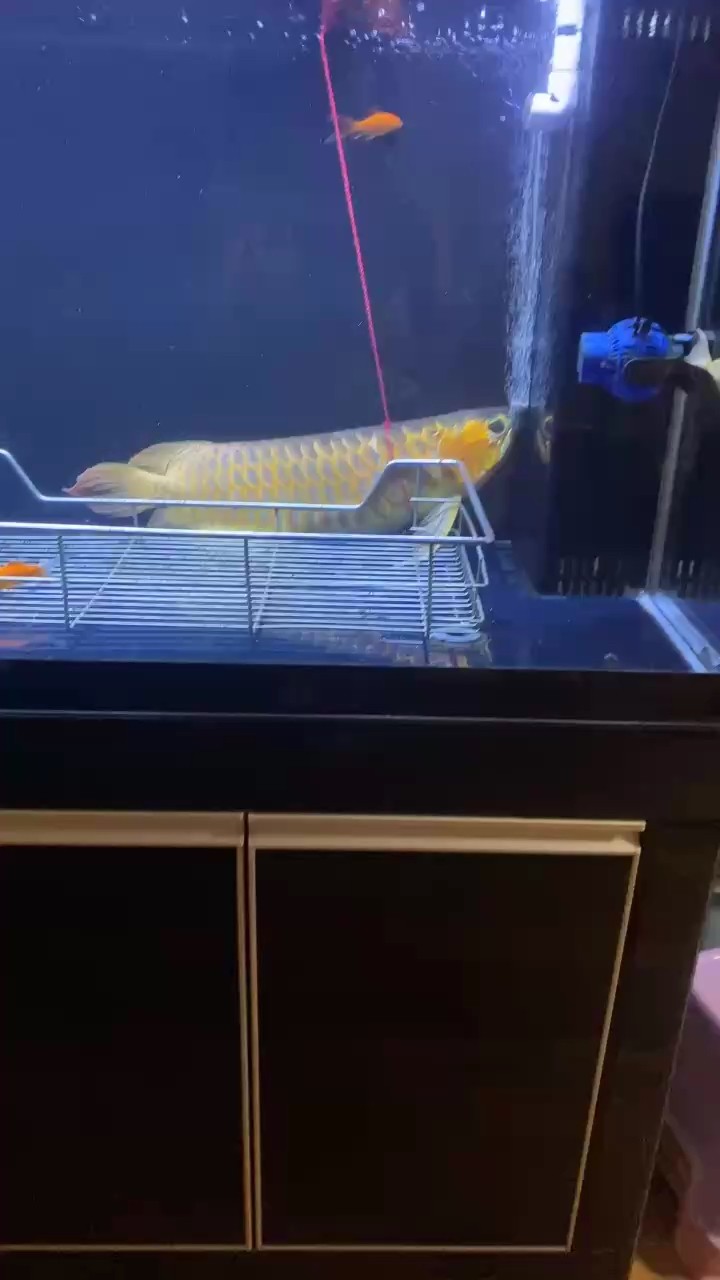 盡力了