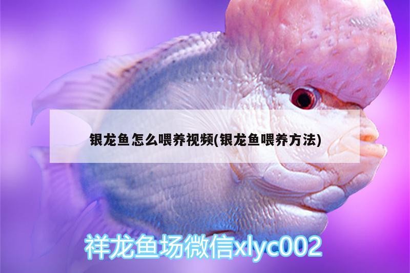 銀龍魚怎么喂養(yǎng)視頻(銀龍魚喂養(yǎng)方法)
