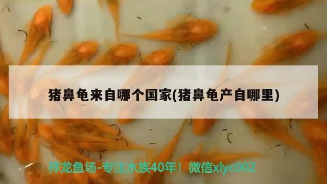 豬鼻龜來自哪個國家(豬鼻龜產自哪里)