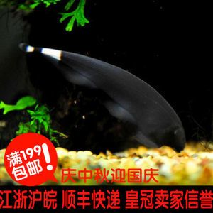 熱帶魚泰國虎圖片：泰國虎魚是一種受歡迎的熱帶觀賞魚 熱帶魚泰國虎圖片：泰國虎魚是一種受歡迎的熱帶觀賞魚 虎魚百科 第3張