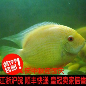 熱帶魚泰國虎圖片：泰國虎魚是一種受歡迎的熱帶觀賞魚 熱帶魚泰國虎圖片：泰國虎魚是一種受歡迎的熱帶觀賞魚 虎魚百科 第2張