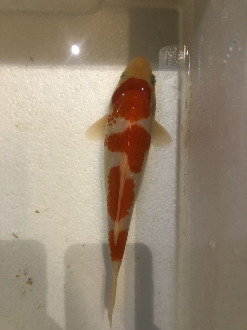 東河區木子堂玉器店 東河區木子堂玉器店 全國水族館企業名錄 第2張