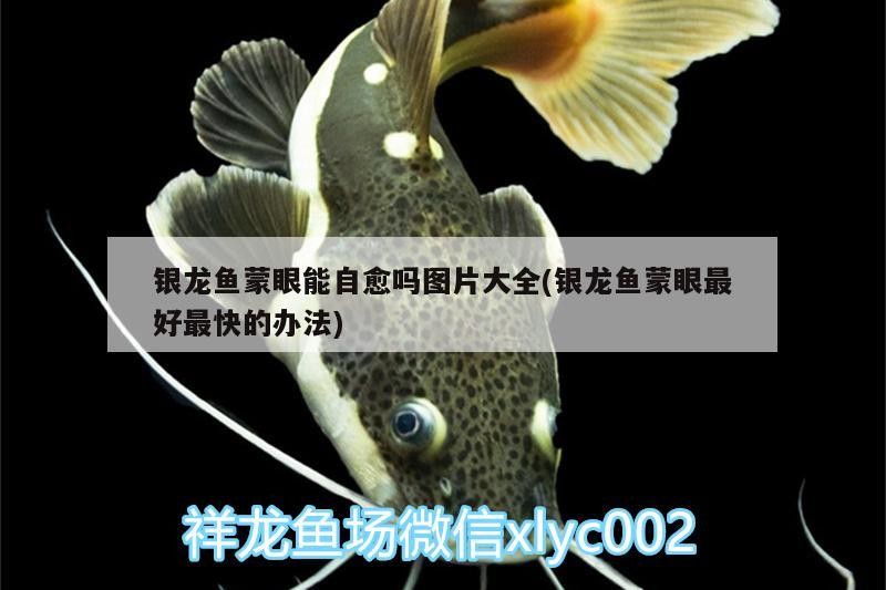 銀龍魚蒙眼能自愈嗎圖片大全(銀龍魚蒙眼最好最快的辦法)