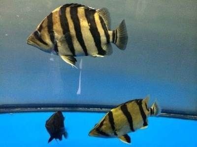 觀賞魚印尼虎:印尼虎魚是一種美麗且具有挑戰性的觀賞性的觀賞魚類 虎魚百科 第2張 觀賞魚印尼虎:印尼虎魚是一種美麗且具有挑戰性的觀賞性的觀賞魚類 觀賞魚印尼虎:印尼虎魚是一種美麗且具有挑戰性的觀賞性的觀賞魚類 虎魚百科 第2張