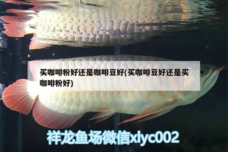 買咖啡粉好還是咖啡豆好(買咖啡豆好還是買咖啡粉好) 買咖啡粉好還是咖啡豆好(買咖啡豆好還是買咖啡粉好) 馬來西亞咖啡