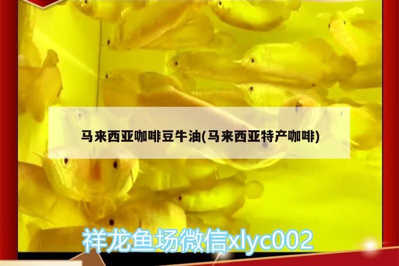 馬來西亞咖啡豆牛油(馬來西亞特產咖啡)