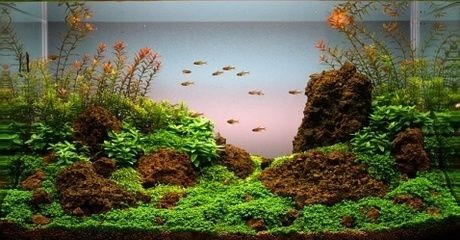 50cm的魚缸造景設計：50cm魚缸造景設計技巧