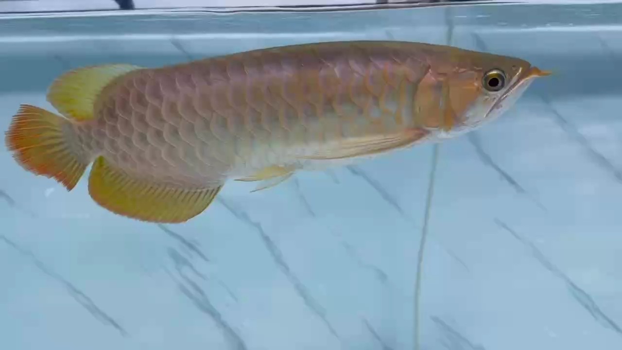 萬(wàn)吉