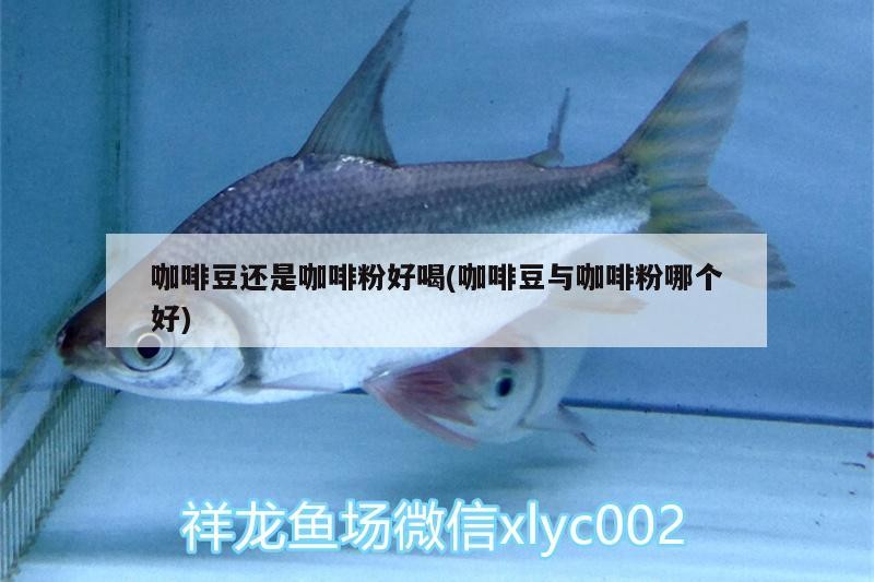 咖啡豆還是咖啡粉好喝(咖啡豆與咖啡粉哪個好)