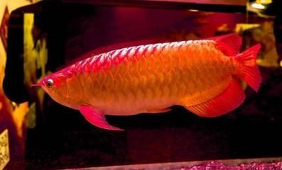 食用紅龍魚大概多少錢：紅龍魚價格查詢