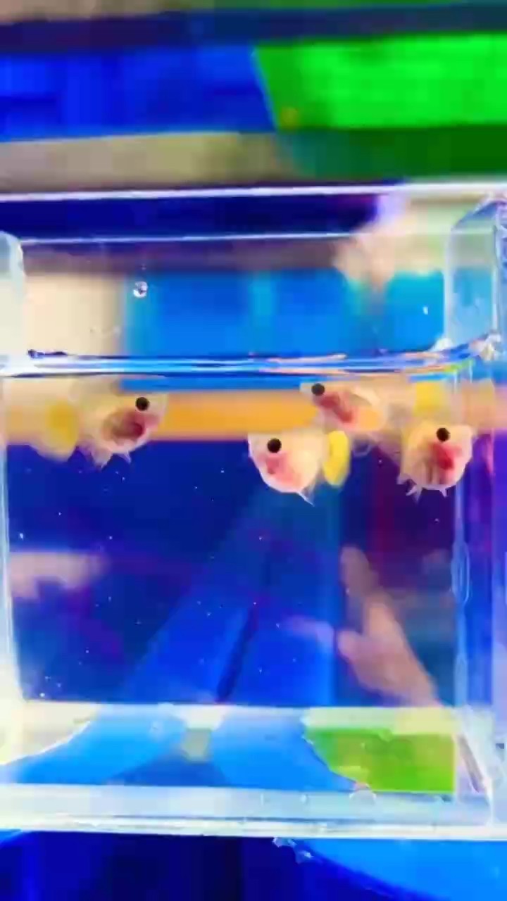 黃金玻璃貓球體孔雀魚#孔雀魚 #稀有孔雀魚#高端孔雀魚
